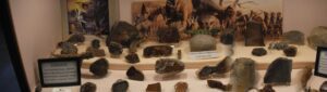 Fossil exhibit with various prehistoric specimens displayed.