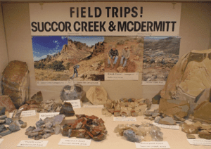 Field trips rock collection display with labels.