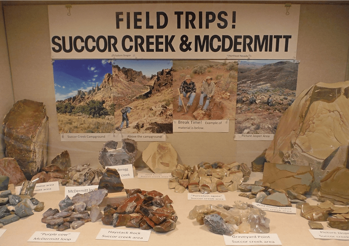 Field trips rock collection display with labels.